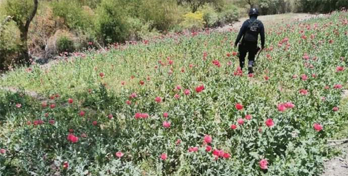 Destruyen policías estatales plantío de amapola en Alcozauca