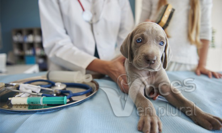 Día Internacional del Médico Veterinario