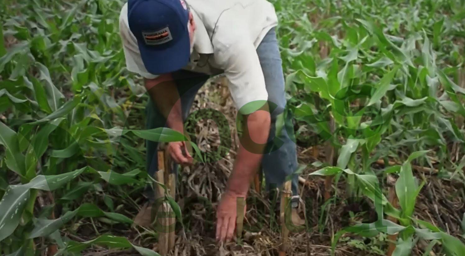 Refuerzan Agricultura y estados inspección sanitaria para evitar entrada de plagas al país