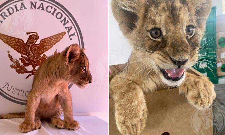 Localizan cachorra de león africano en Aeropuerto de Ciudad Juárez