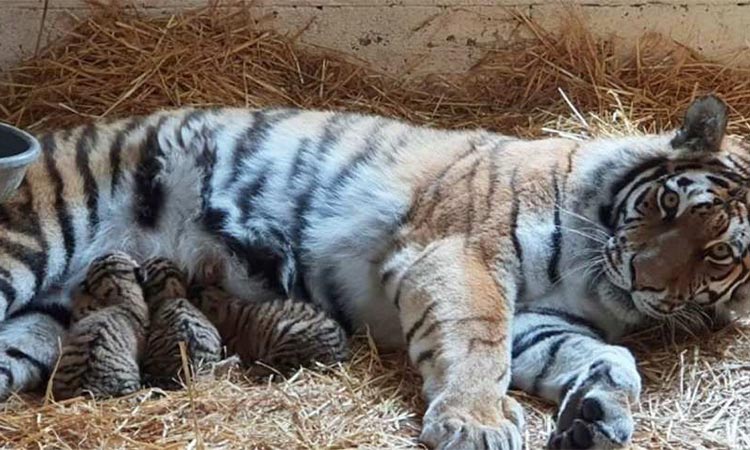 Nacen trillizos de tigres en peligro de extinción en zoológico de Escocia