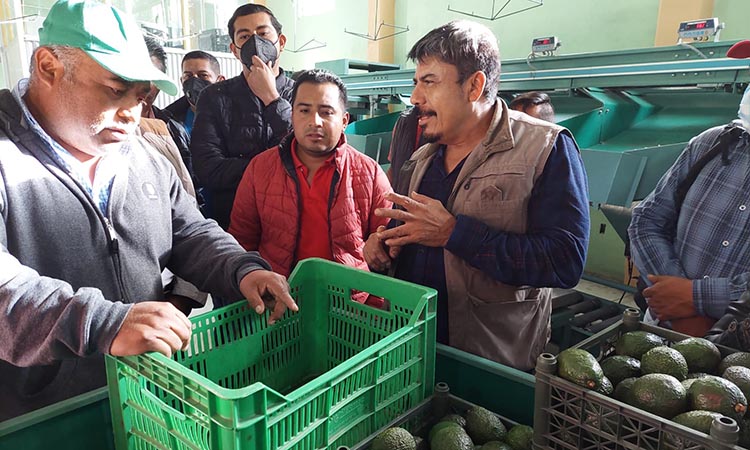 Importante tener un esquema de sanidad para la certificación del aguacate: Jorge Peto titular de la SAGADEGRO