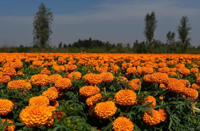 Día de Muertos: ¿De dónde proviene la flor de cempasúchil?